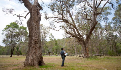 Moolarben Picnic Area - Tourism Caloundra 2