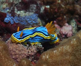 Coral Gardens Dive Site Mooloolaba - Tourism Caloundra 1