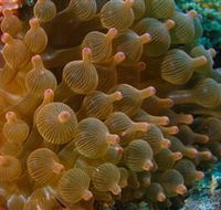 Coral Gardens Dive Site Mooloolaba - Tourism Caloundra