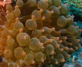 Coral Gardens Dive Site Mooloolaba - Tourism Caloundra 0