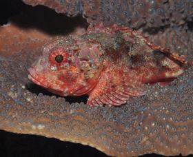 Coral Gardens Dive Site Mooloolaba - Tourism Caloundra 2