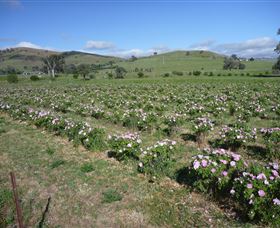 Damasque Rose Oil Farm - Tourism Caloundra 1