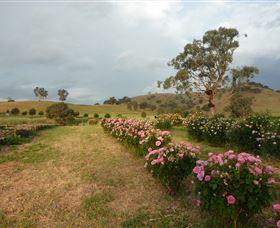 Damasque Rose Oil Farm - Tourism Caloundra 0