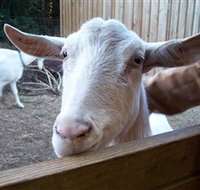 Drysdale Cheeses - Tourism Caloundra