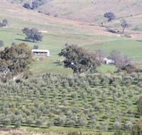 Wymah Organic Olives and Lambs - Tourism Caloundra