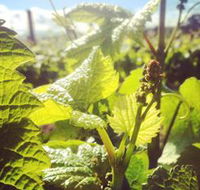Punt Road Winery - Tourism Caloundra