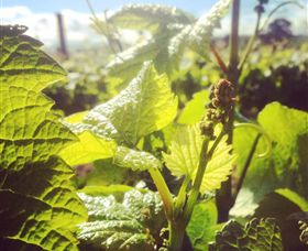 Punt Road Winery - Tourism Caloundra 0