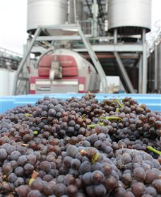 Punt Road Winery - Tourism Caloundra 4