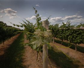 Punt Road Winery - Tourism Caloundra 7