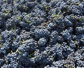 Punt Road Winery - Tourism Caloundra 6