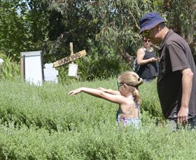 Hedgend Maze And Healesville Laser Sport - Tourism Caloundra 2