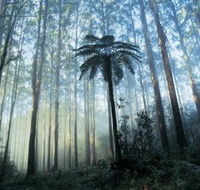 Yarra Ranges National Park - Tourism Caloundra
