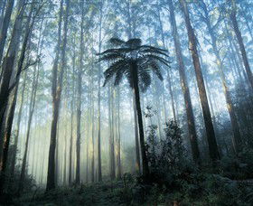 Yarra Ranges National Park - Tourism Caloundra 0