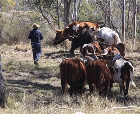 Gleneden Organic Farm And The Gleneden Bullock Team - Tourism Caloundra 1