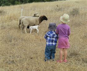Gleneden Organic Farm And The Gleneden Bullock Team - Tourism Caloundra 3