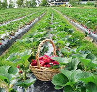 Blue Hills Berries  Cherries - Tourism Caloundra