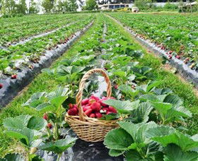 Blue Hills Berries & Cherries - Tourism Caloundra 0
