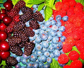 Blue Hills Berries & Cherries - Tourism Caloundra 2
