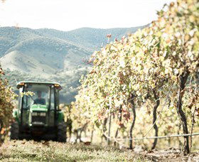 Logan Wines - Tourism Caloundra 5
