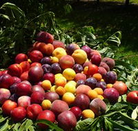 Rayner's Orchard - Tourism Caloundra