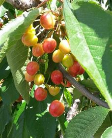 Mouat's Farm - Tourism Caloundra 1