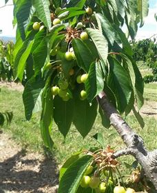 Mouat's Farm - Tourism Caloundra 2