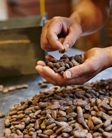 Bright Chocolate - Tourism Caloundra 3