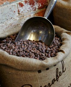 Bright Chocolate - Tourism Caloundra 5