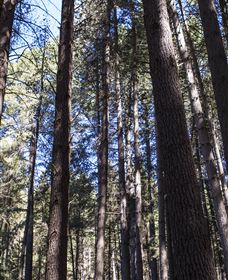 Sugarpine Walk - Tourism Caloundra 1