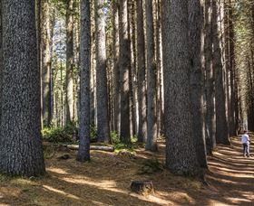 Sugarpine Walk - Tourism Caloundra 0