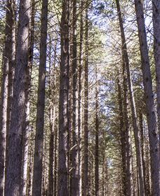 Sugarpine Walk - Tourism Caloundra 3