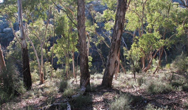 Forest Grove NSW Tourism Caloundra
