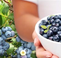 Jolly Berries - Tourism Caloundra