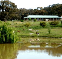 Clearview Alpacas - Tourism Caloundra