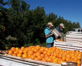 Gayndahs Big Orange - Tourism Caloundra 3