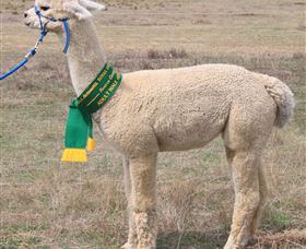 Marchmont Park Alpacas - Tourism Caloundra 1