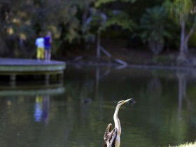 Birdwatching In The South Burnett - Tourism Caloundra 0