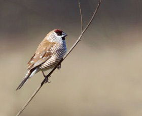 Capertee Valley Bird Trail - Tourism Caloundra 3