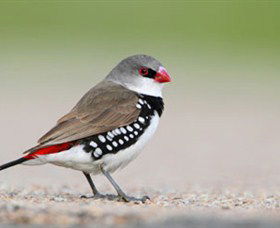 Capertee Valley Bird Trail - Tourism Caloundra 1