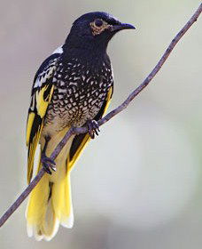 Capertee Valley Bird Trail - Tourism Caloundra 4
