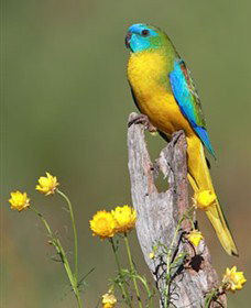 Capertee Valley Bird Trail - Tourism Caloundra 5