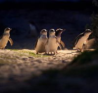 Phillip Island Nature Parks - Tourism Caloundra