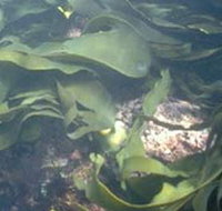 Churchill Island Marine National Park - Tourism Caloundra