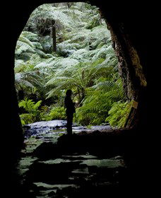 Glow Worm Tunnel - Tourism Caloundra 2