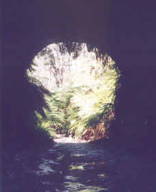 Glow Worm Tunnel - Tourism Caloundra 0