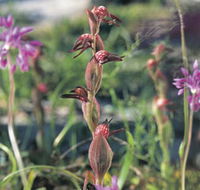 Carnamah-Eneabba Wildflower Drive - Tourism Caloundra