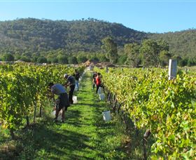 Savina Lane Premum Wines - Tourism Caloundra 1