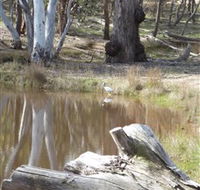 Mulligans Flat - Tourism Caloundra