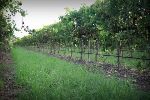 Bunnamagoo Wines - Tourism Caloundra 2