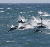 Tamboi Queen Cruises - Tourism Caloundra